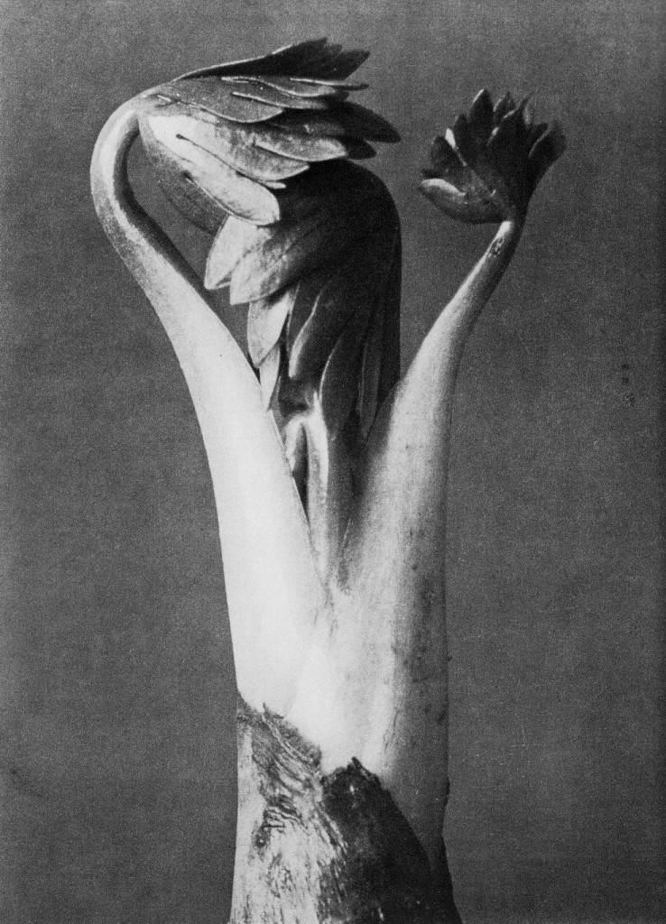 Aconitum. Acónito. Joven vástago. Fotografía de Karl Blossfeldt