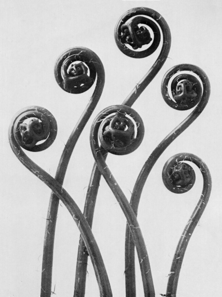 Adiantum Pedatum. Adianto Pedato, culantrillo. Joven fronda enrollada. Fotografía de Karl Blossfeldt (50)