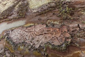 María Dolores Blesa