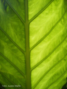 Para uso consulte con la fotógrafa (juana.martin@hotmail.com) 2015